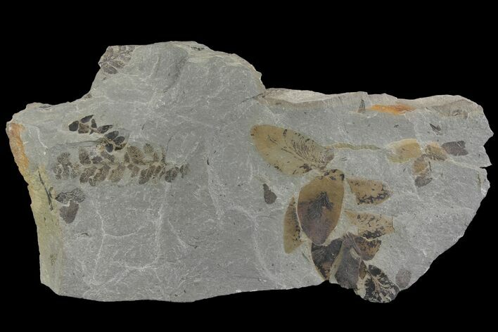 Fossil Fern (Neuropteris & Macroneuropteris) Plate - Kentucky #142414